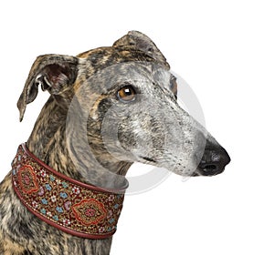 Galgo Espanol (4 years)