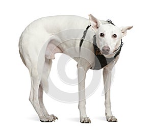 Galgo espanol, 4 years old, standing photo