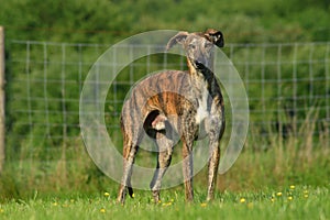 Galgo Espanol