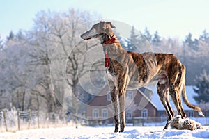 Galgo Espanol photo