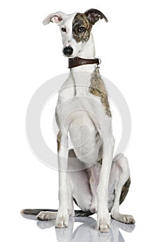 Galgo espanol dog, 1 year old, sitting photo