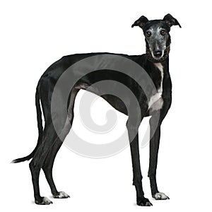 Galgo Espanol dog, 5 years old, standing photo