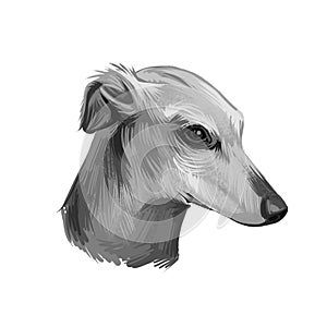 Galgo Espanol dog breed digital art illustration isolated on white. Popular puppy portrait with text. Cute pet hand drawn portrait