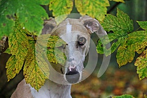 Galgo espanol