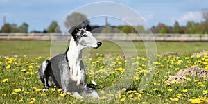 Galgo Espanol in a field of Dandelion