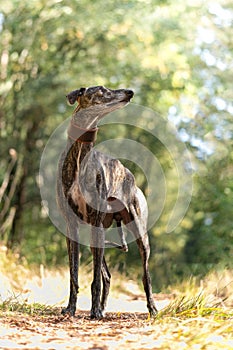 Galgo Espanol in the forest