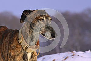 Galgo Espanol photo