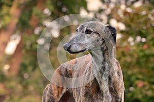 Galgo Espanol photo