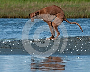 Galgo espaÃ±ol gazehounds poops on the beach