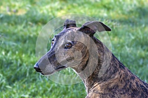 Portrait of Galgo Greyhound on Meadow Background