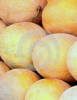 Galia melons