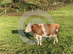 Galician blonde cow "rubia gallega", a breed native to Galicia photo