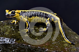 Galician Fire Salamander, Salamandra salamandra bernardezi photo