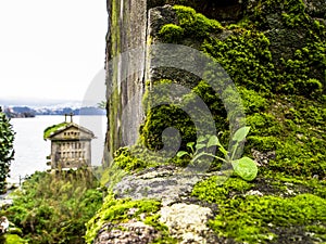 A Galician HÃÂ³rreo on the background, focus on a wall with moss photo