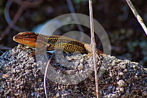 Galician lizard on a rock. Lagarta galega photo
