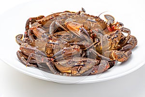 Galician Necoras from Galicia. Delicious seafood from the Bay of Biscay and Atlantic. photo