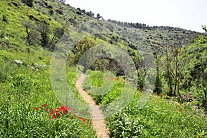 Galilee spring landscape.