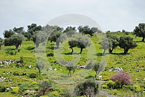Galilee spring landscape with olive trees.