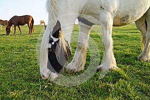 Galineers Cob (Traditional Gypsy cob, Irish Cob, Gypsy Horse) in Bavarian village Birkach (Germany)