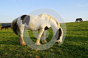 Galineers Cob (Traditional Gypsy cob, Irish Cob, Gypsy Horse) in Bavarian village Birkach (Germany)