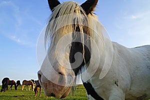 Galineers Cob or traditional Gypsy cob, Irish Cob, Gypsy Horse or Gypsy Vanner in the Bavarian village Birkach (Germany)