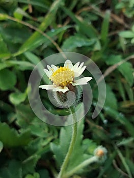 Galinsoga parviflora photo