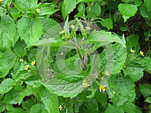 Galinsoga parviflora - popular weed close up