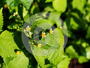 Galinsoga quadriradiata, Galinsoga ciliata photo