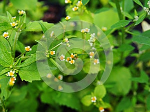 Galinsoga quadriradiata, Galinsoga ciliata photo