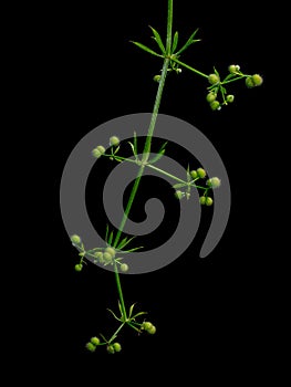 Galium aparine aka cleavers, goosegrass etc. Isolated on black. Seeds.