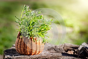 Galium aparine cleavers, in basket on wooden table. plant is used in ayurveda and traditional medicine for poultice