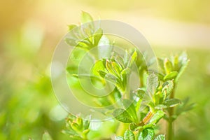 Galium aparine cleavers, clivers, Cleavers Galium aparine use in traditional medicine for treatment of disorders of lymph