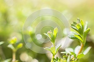 Galium aparine cleavers, clivers, Cleavers Galium aparine use in traditional medicine for treatment of disorders of lymph systems