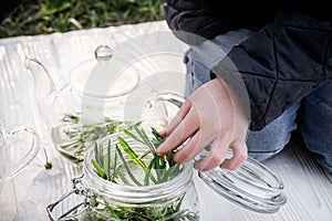 Galium aparine cleavers, clivers, goosegrass, catchweed, stickyweed, robin-run-the-hedge, sticky willy, sticky willow