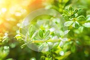 Galium aparine cleavers, clivers, goosegrass, catchweed, stickyweed, robin-run-the-hedge, sticky willy, sticky willow, stickyjack