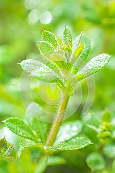 Galium aparine cleavers, clivers, goosegrass, catchweed, stickyweed, robin-run-the-hedge, sticky willy, sticky willow, stickyjack