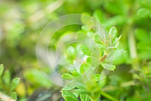 Galium aparine cleavers, clivers, goosegrass, catchweed, stickyweed, robin-run-the-hedge, sticky willy, sticky willow, stickyjack