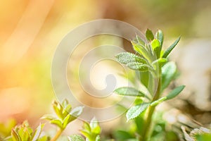 Galium aparine cleavers, clivers, goosegrass, catchweed, stickyweed, robin-run-the-hedge, sticky willy, sticky willow, stickyjack