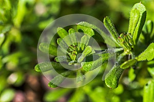 Galium aparine cleavers, clivers, goosegrass, catchweed, stickyweed, robin-run-the-hedge, sticky willy, sticky willow, stickyjack,