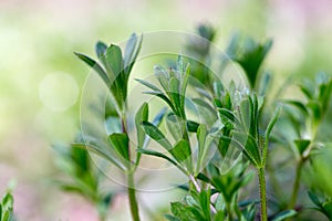 Galium aparine cleavers, clivers, goosegrass, catchweed, stickyweed, robin-run-the-hedge, sticky willy, sticky willow, stickyjack,