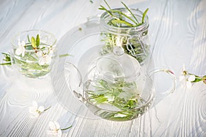 Galium aparine cleavers, clivers, goosegrass. Herbal tea with rosemary in glass teapot and cup