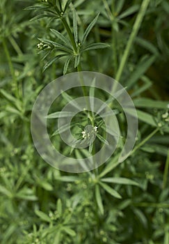 Galium aparine close up