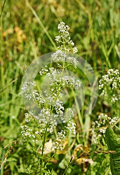 Galium boreale