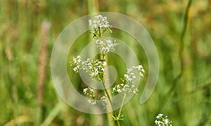 Galium boreale