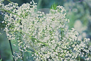 Galium boreale