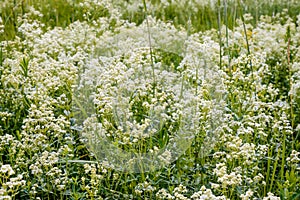 Galium Boreale Flowers