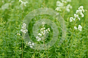 Galium boreale with white flowers