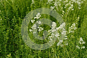 Galium boreale with white flowers