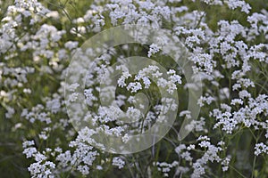 Galium glaucum with white flowers