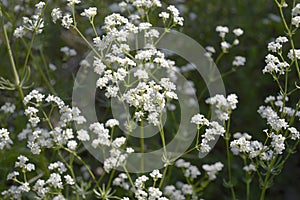 Galium glaucum with white flowers